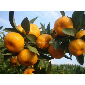 Mandarina bebé recién nacido de la ciudad de Nanfeng